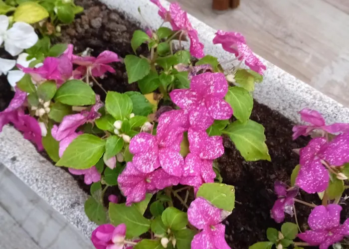 Vasco Da Gama Сабарис